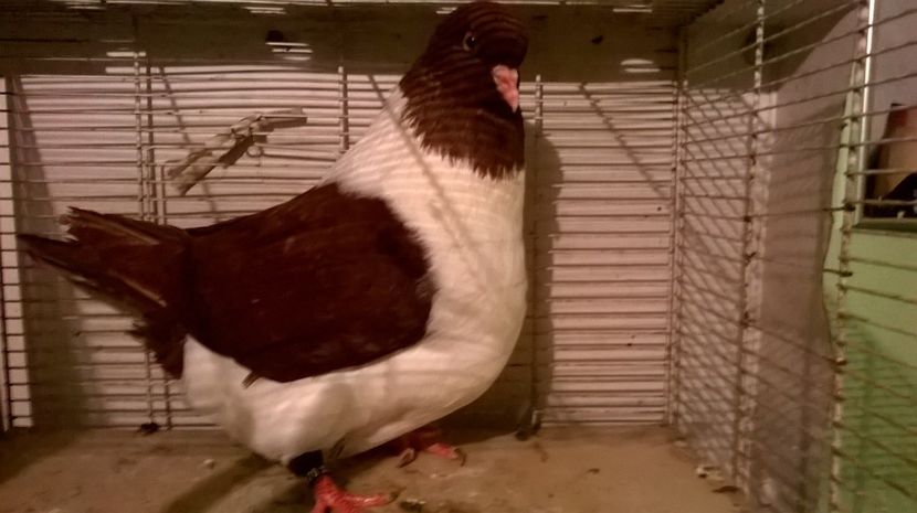 achizitii 2017 - porumbei strasseri