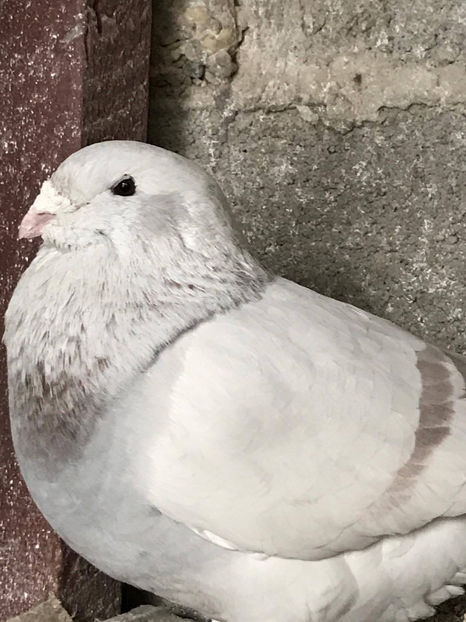 Achizitie noua M 2016 - Porumbei standard