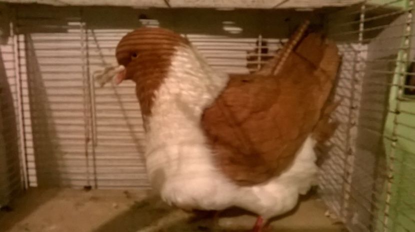 m.2015..strasser..adus..germania - porumbei strasseri