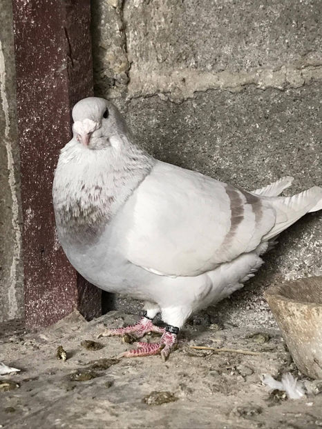 16651384_1215805488540450_302737012_o - Porumbei standard