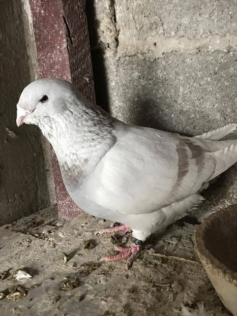 M 2016 - Porumbei standard