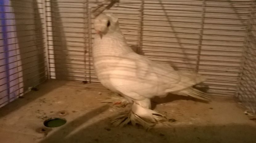 f.22016...jdb. - jucatori de botosani