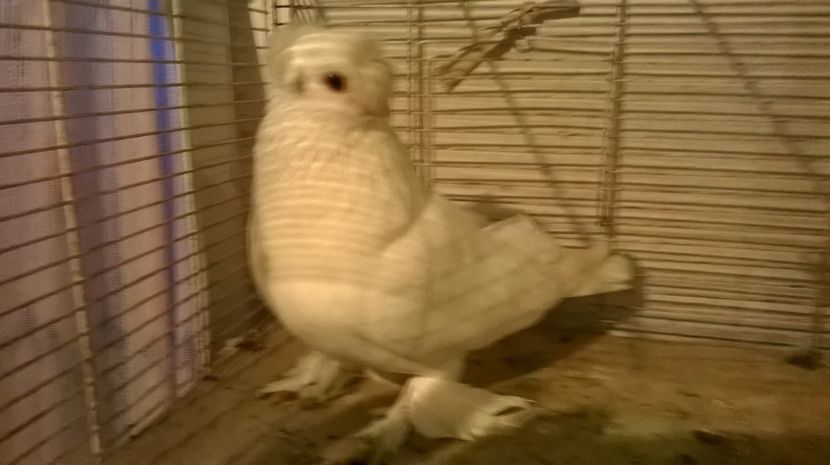  - jucatori de botosani