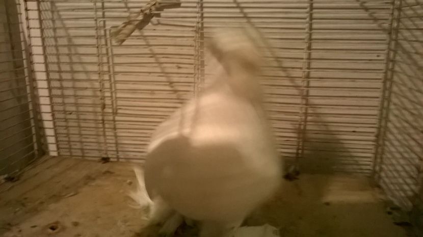 f.2016. - jucatori de botosani