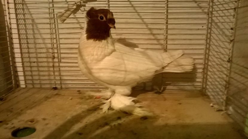 f.2016...jdb - jucatori de botosani