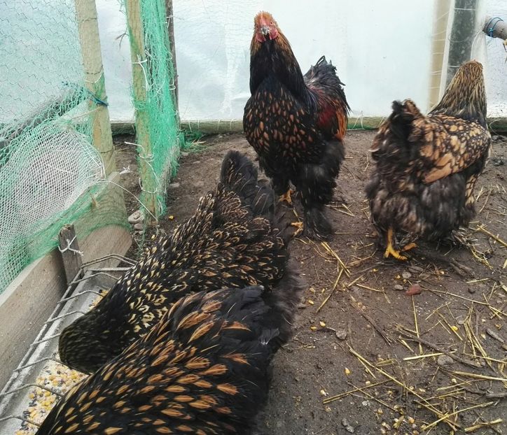  - Cochinchina urias auriu 2017