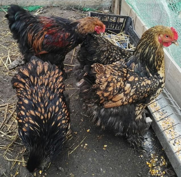  - Cochinchina urias auriu 2017