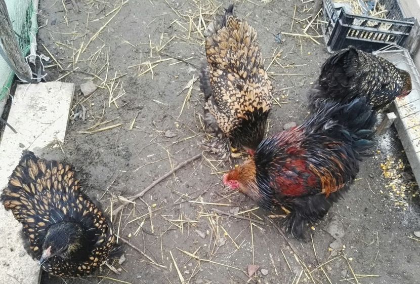  - Cochinchina urias auriu 2017