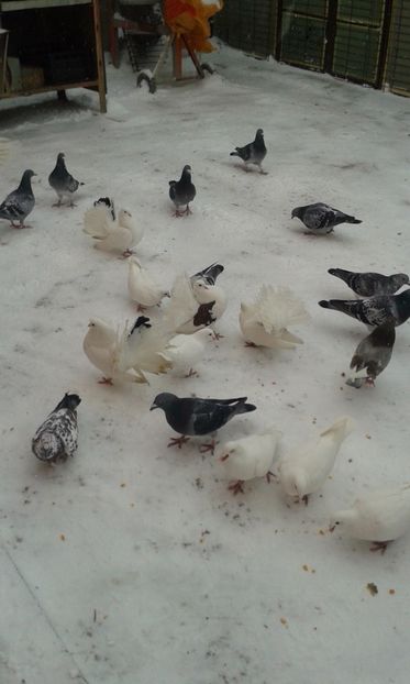  - Porumbei 2016-2017