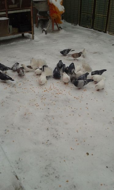  - Porumbei 2016-2017