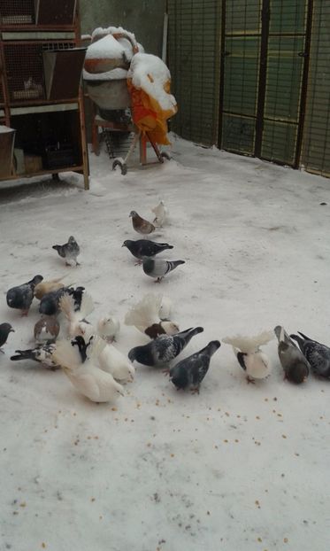  - Porumbei 2016-2017