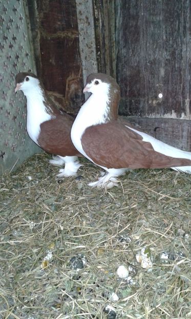  - LAHORI PORUMBEI-2017