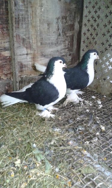  - LAHORI PORUMBEI-2017