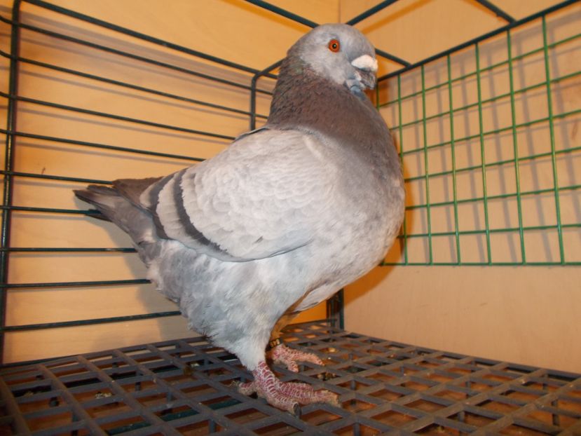 M 2016 - Masculi matca 2017