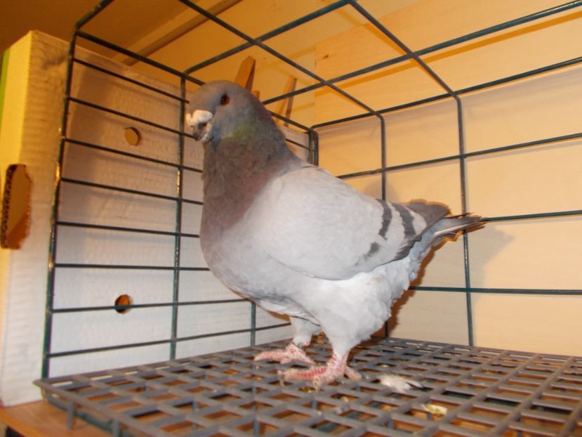 M 2016 - Masculi matca 2017