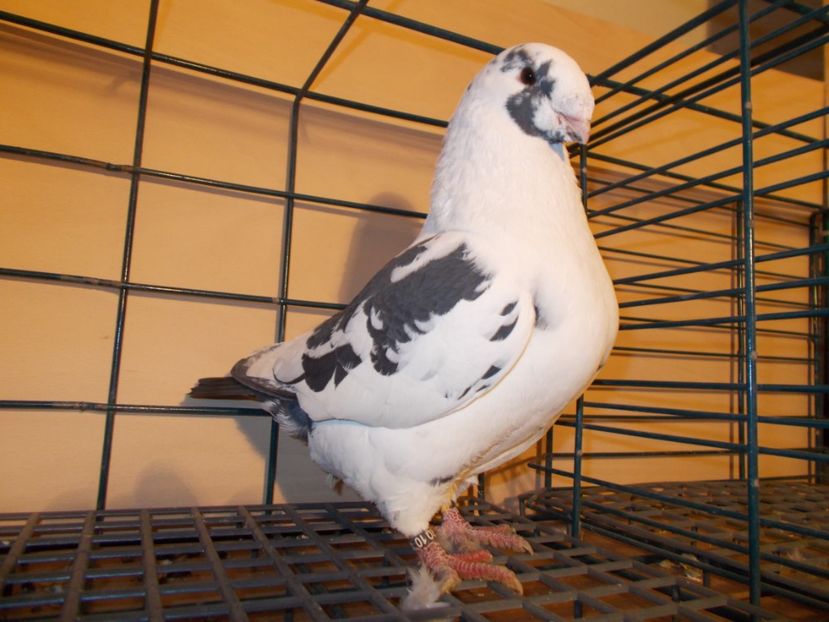 M 2016 - Masculi matca 2017