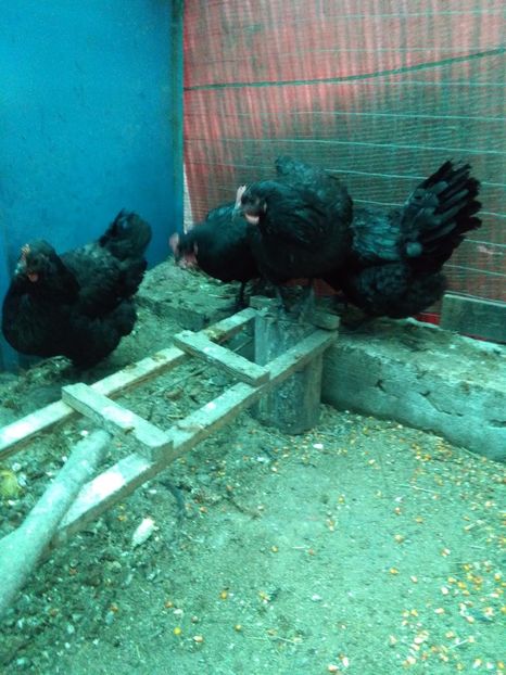  - Jersey geant negru