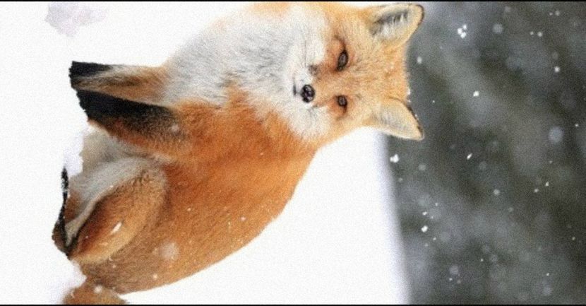 ━ Windofhislove╭got this animal♡. - You might be right but I don t care