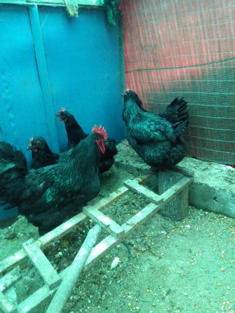  - Jersey geant negru