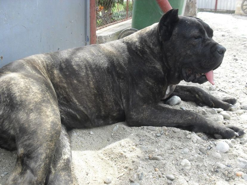 Saphyra - Cane Corso Italiano METAL POWER KENNEL