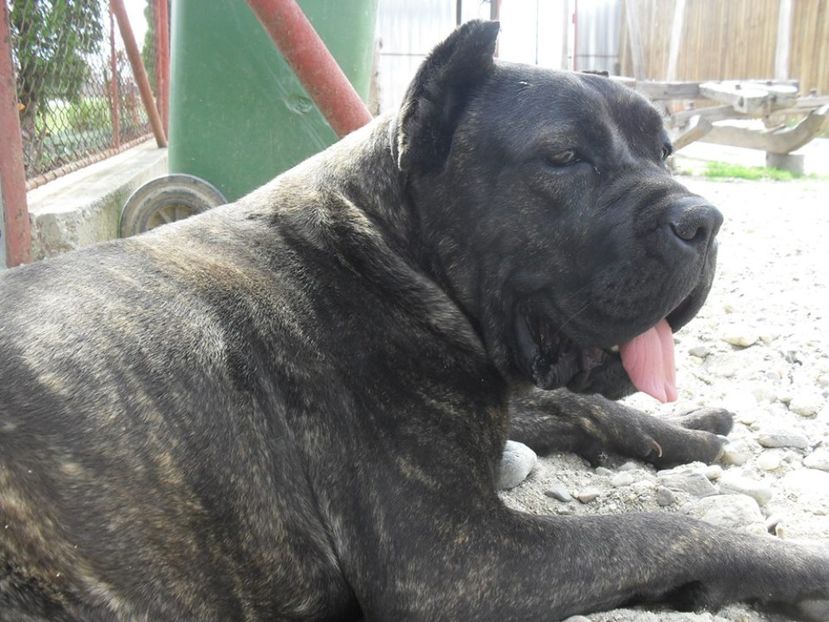 Saphyra - Cane Corso Italiano METAL POWER KENNEL