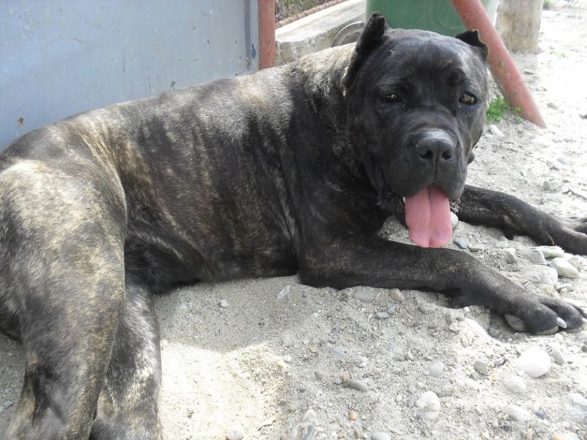 Saphyra - Cane Corso Italiano METAL POWER KENNEL