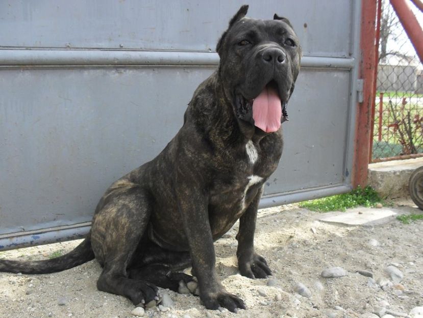 Saphyra - Cane Corso Italiano METAL POWER KENNEL