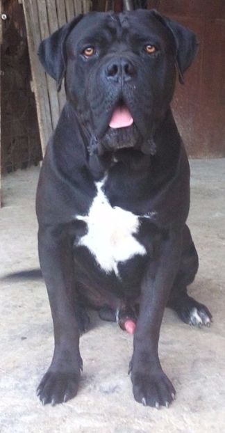 Apolo(Kreator Metal Power Livguard) - Cane Corso Italiano METAL POWER KENNEL