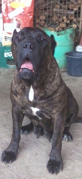 Saphy - Cane Corso Italiano METAL POWER KENNEL