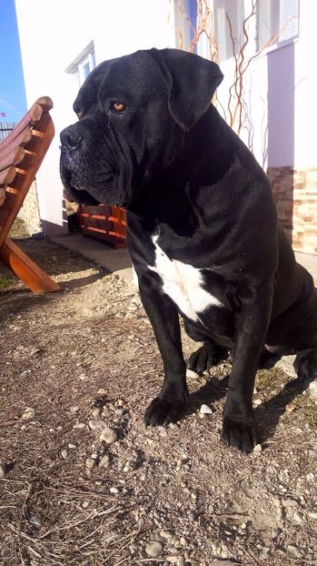  - Cane Corso Italiano METAL POWER KENNEL