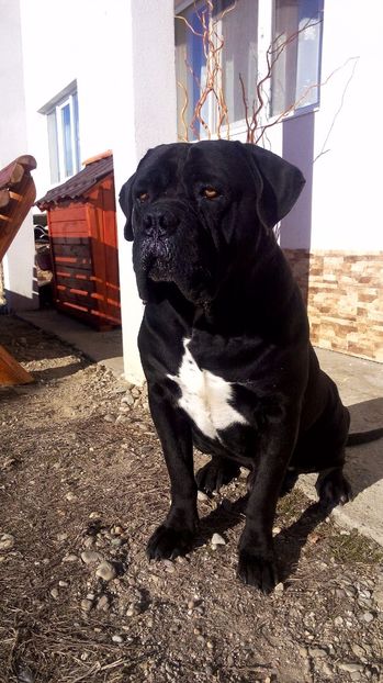 - Cane Corso Italiano METAL POWER KENNEL