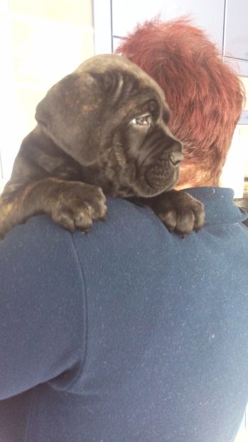  - Cane Corso Italiano METAL POWER KENNEL