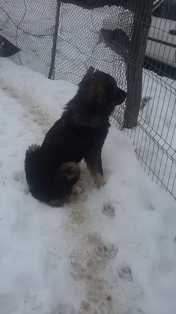  - mascul ciobanesc carpatin