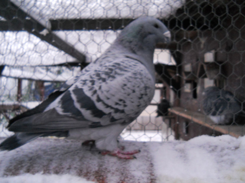 B - 2-1 American Show Racer