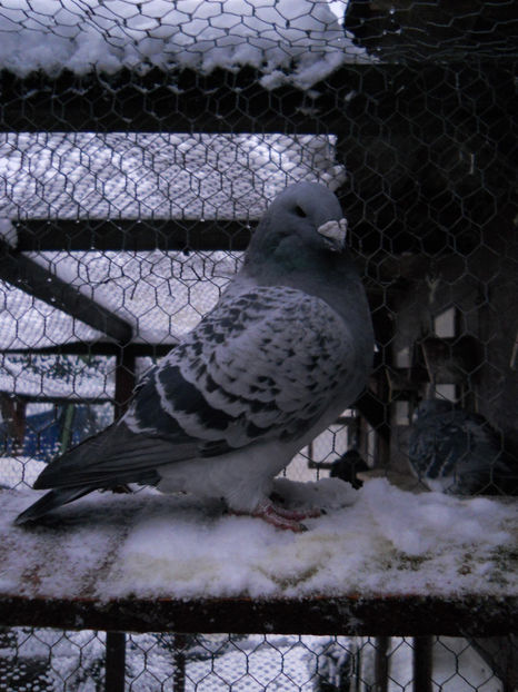 C - 2-1 American Show Racer