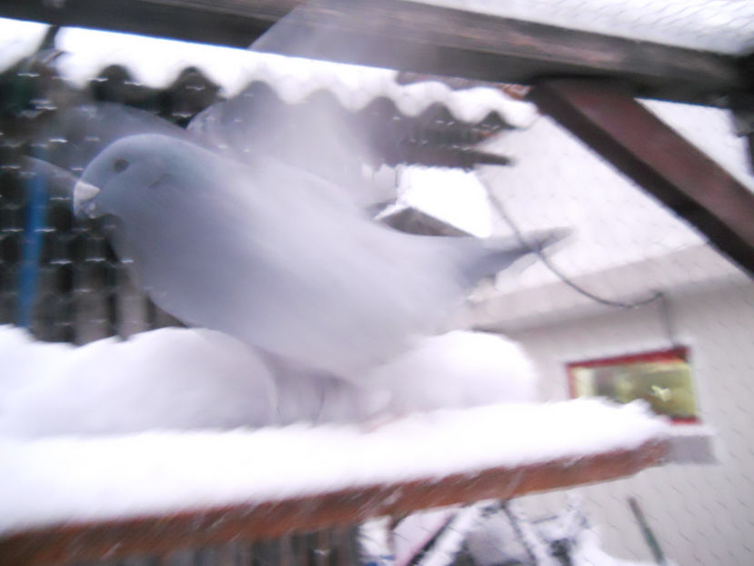 F - 2-1 American Show Racer