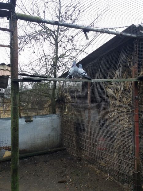  - Porumbel ALBASTRU de CLUJ-KICSI KEK