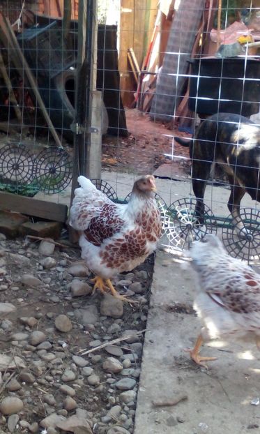  - Wiandotte alb rosu