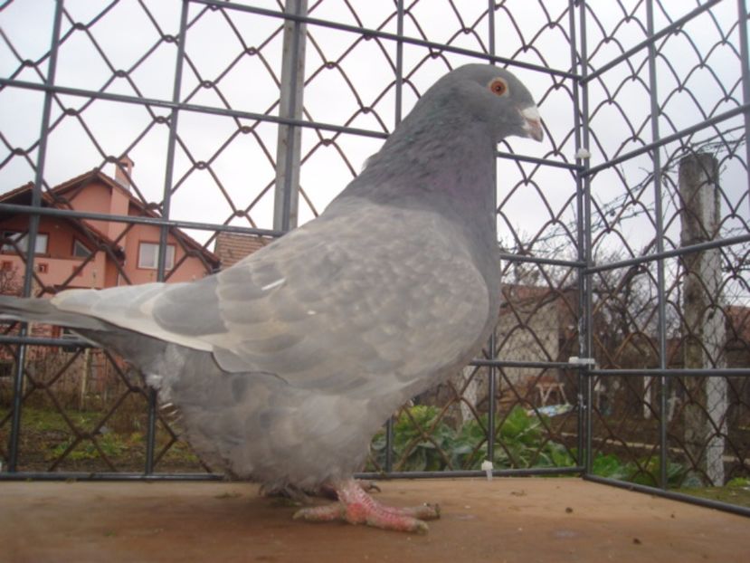 F 2014 - ARHIVA