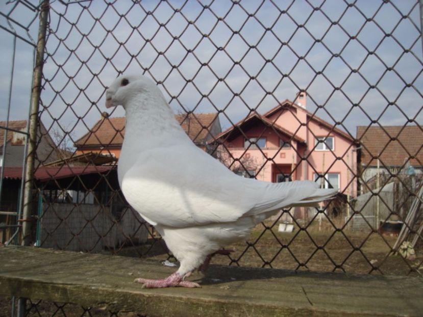 M 2012 H Czank Istvan - ARHIVA