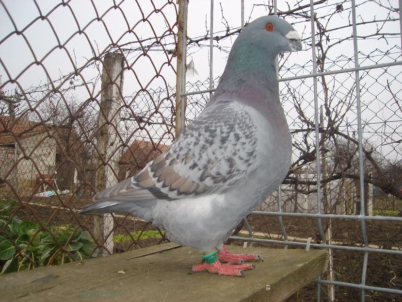 M 2013 H Czank Istvan - ARHIVA