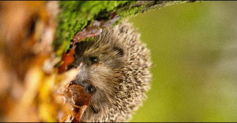 ━ christophrW╭got this animal♡. - You might be right but I don t care