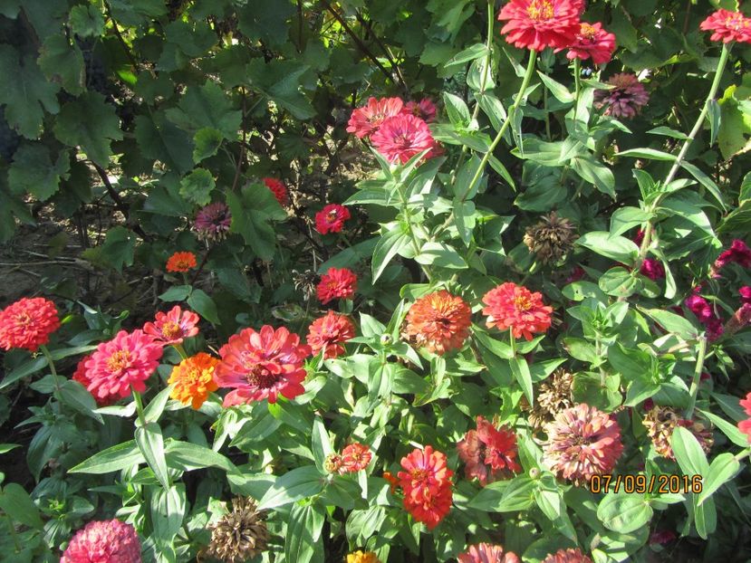  - Flori de gradina-2016-Toamna