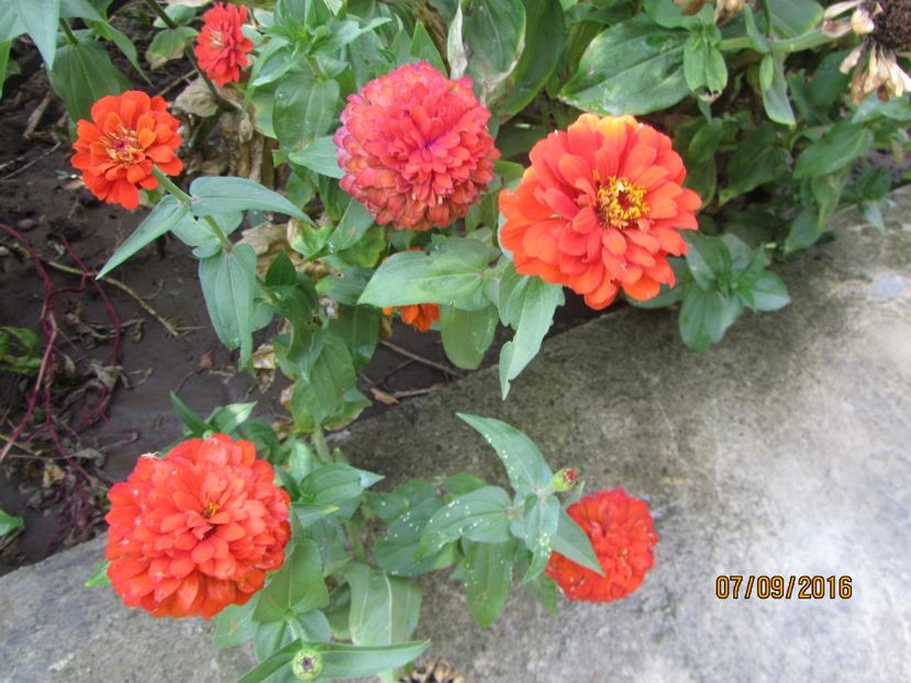  - Flori de gradina-2016-Toamna