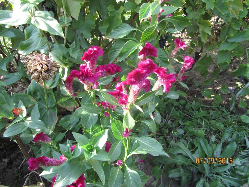  - Flori de gradina-2016-Toamna