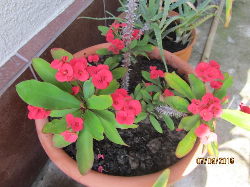  - Flori de gradina-2016-Toamna