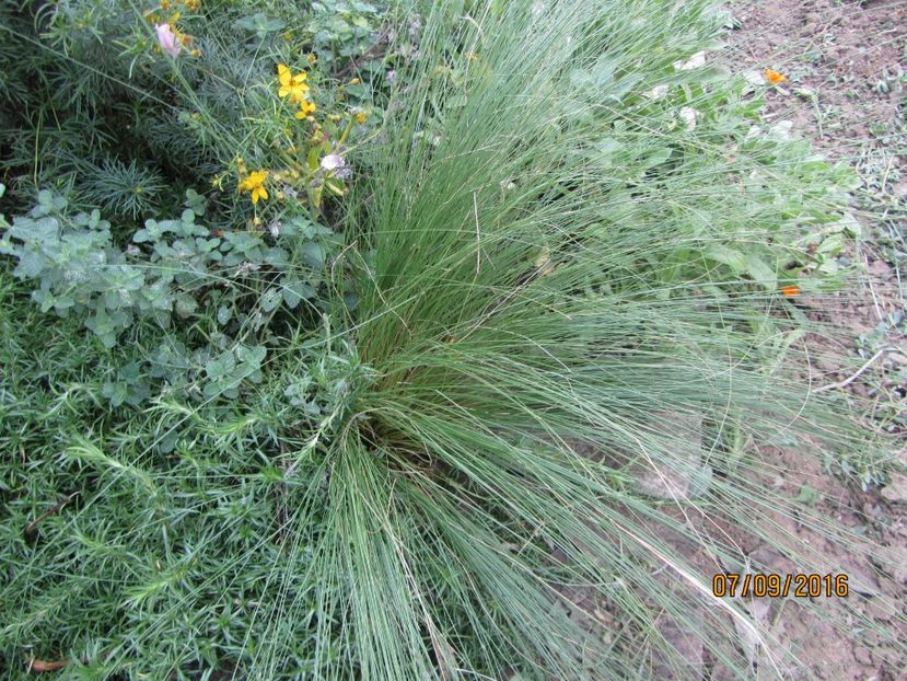  - Flori de gradina-2016-Toamna