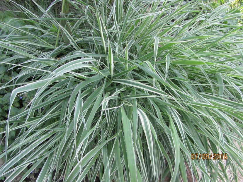  - Flori de gradina-2016-Toamna