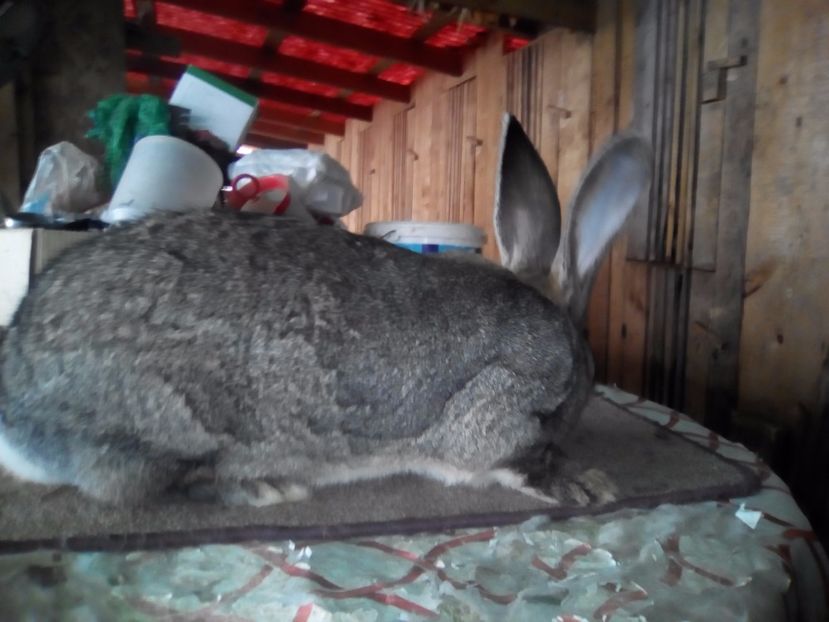  - anya 03- femela 03