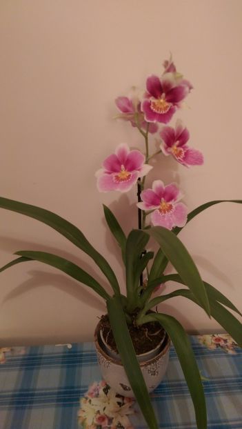 Miltoniopsis - Orchidee